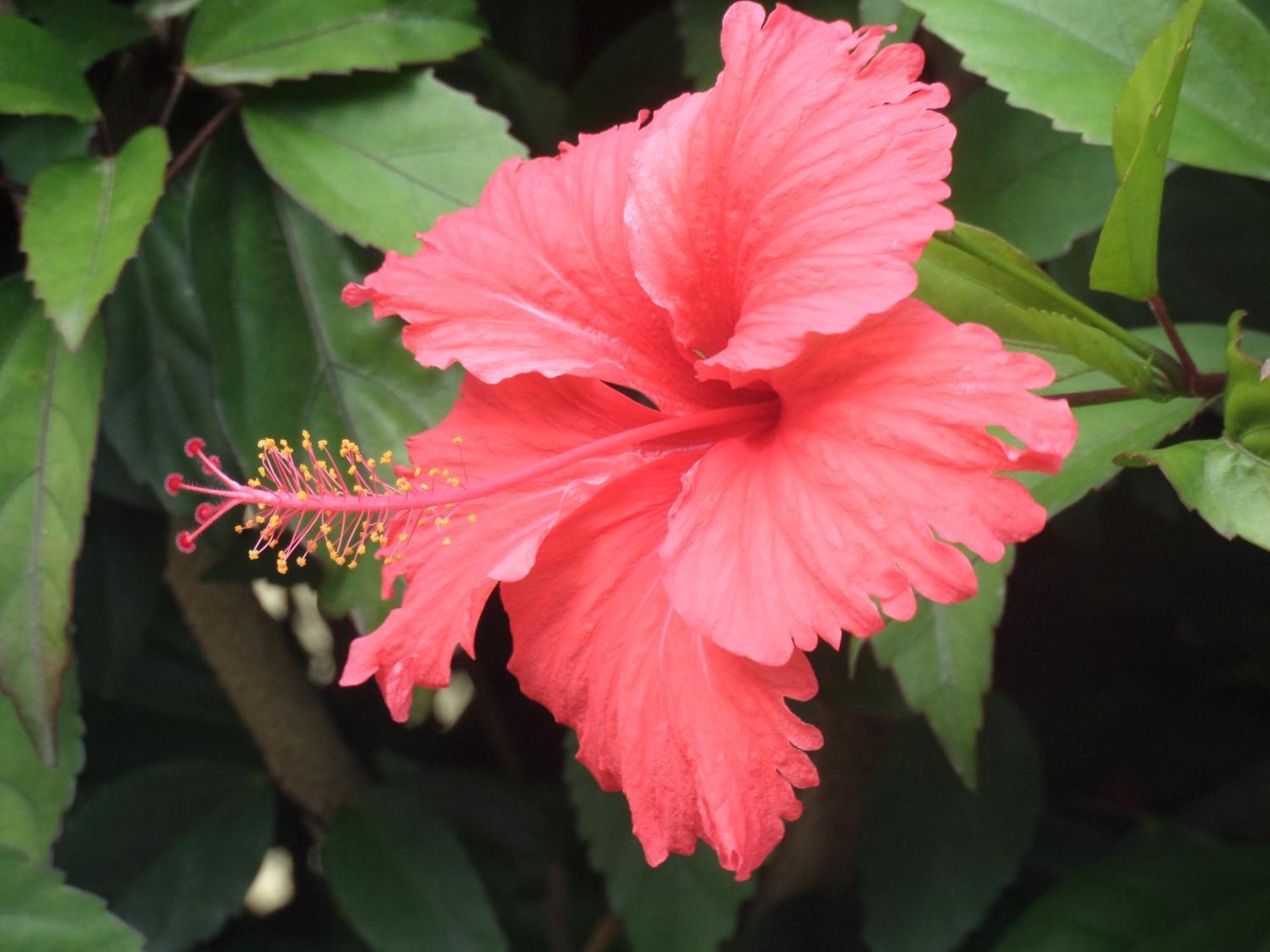 Caraibes Holidays Sainte-Anne Eksteriør bilde